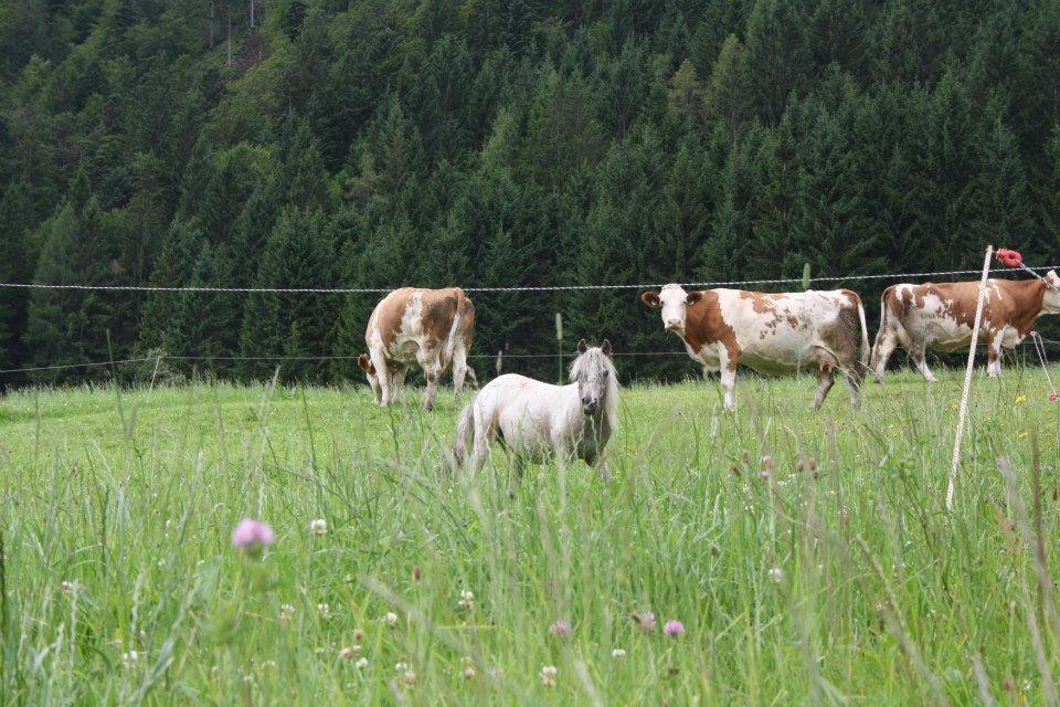 Hefenscherbauer Annaberg im Lammertal Kültér fotó