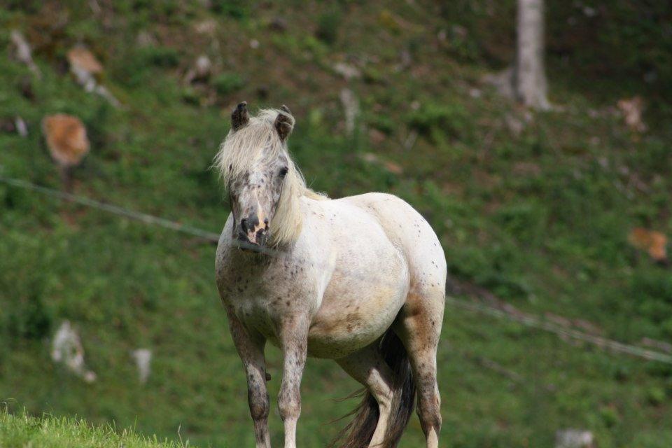 Hefenscherbauer Annaberg im Lammertal Kültér fotó